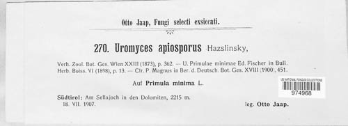 Uromyces apiosporus image